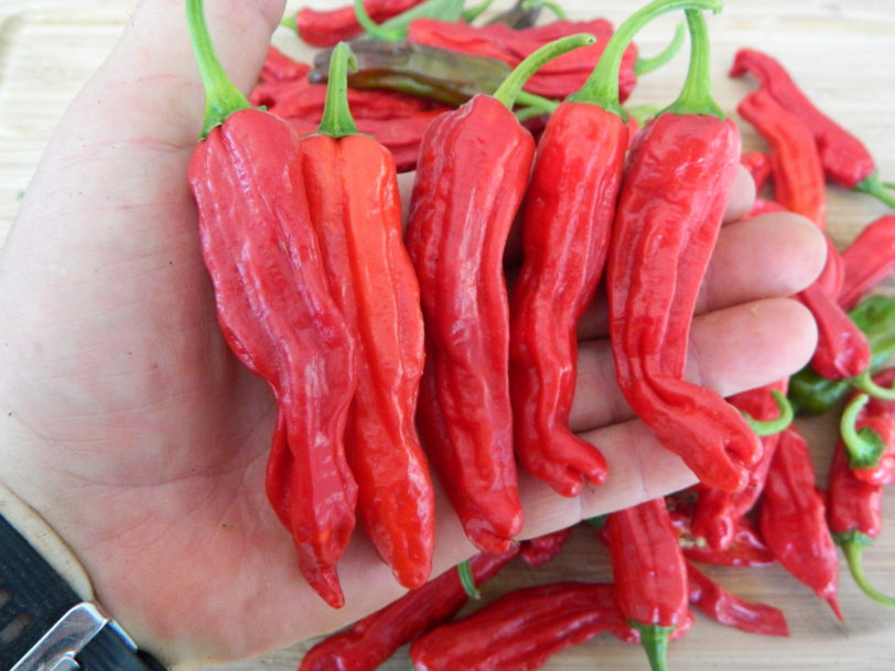 Shishito Chilli Seeds