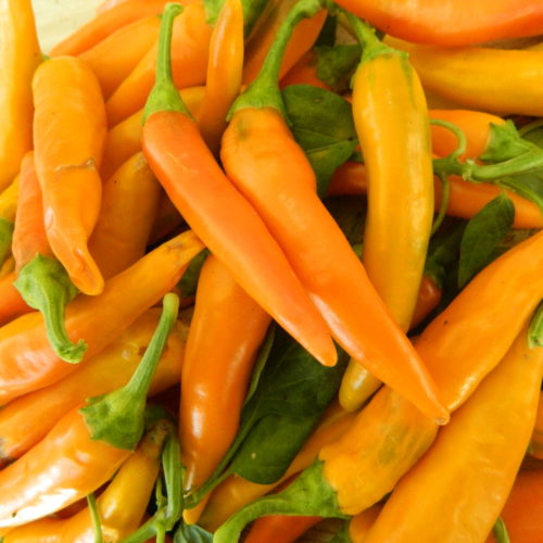 Bulgarian Carrot Chilli Seeds