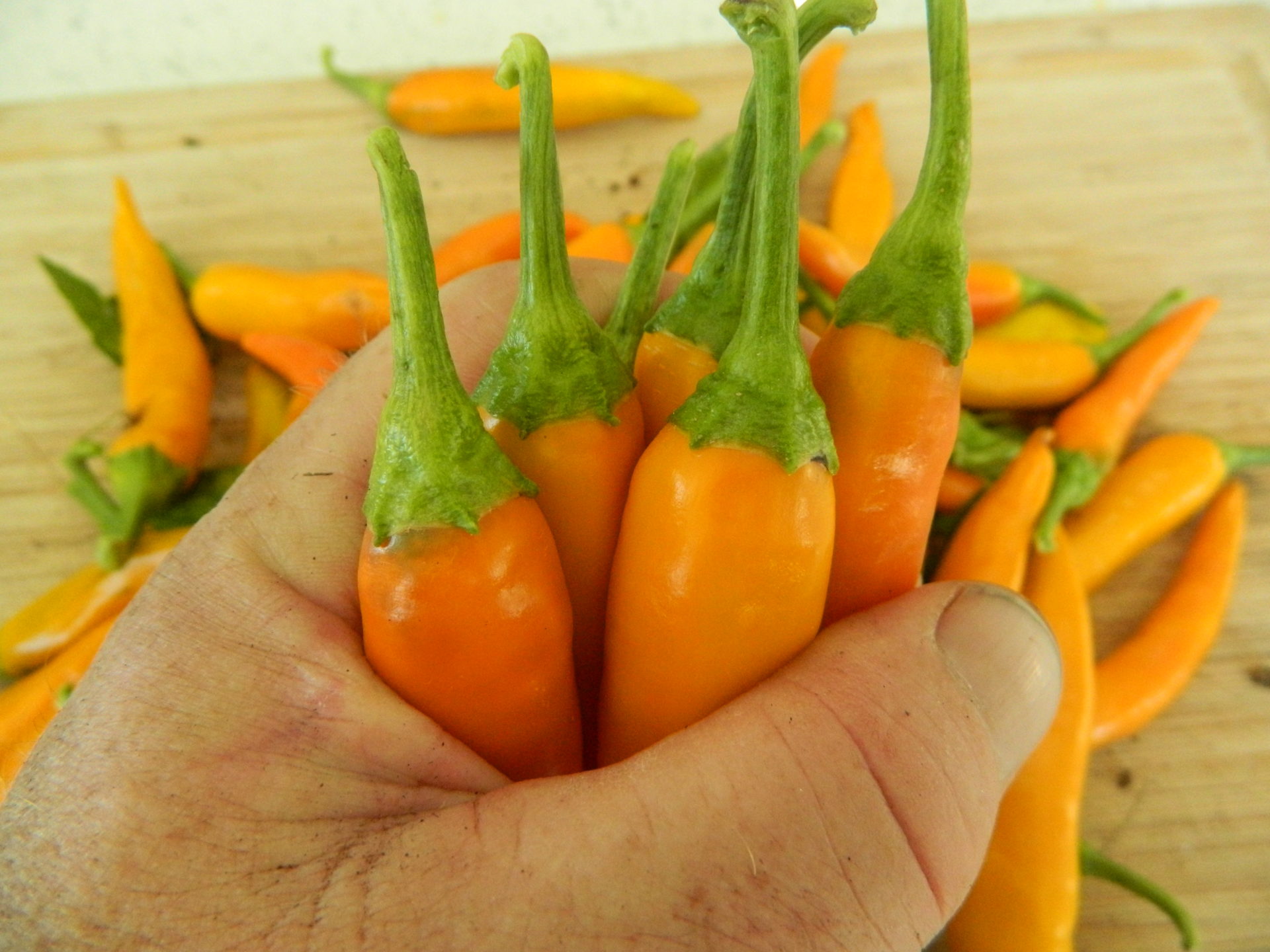 Bulgarian Carrot Chilli Seeds Bulgarian Carrot Pepper Seeds Red Dragon Seeds
