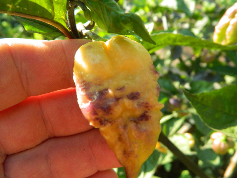 Bhut Jolokia Purple Peach