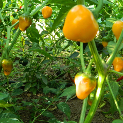 Golden Nugget Chilli Seeds