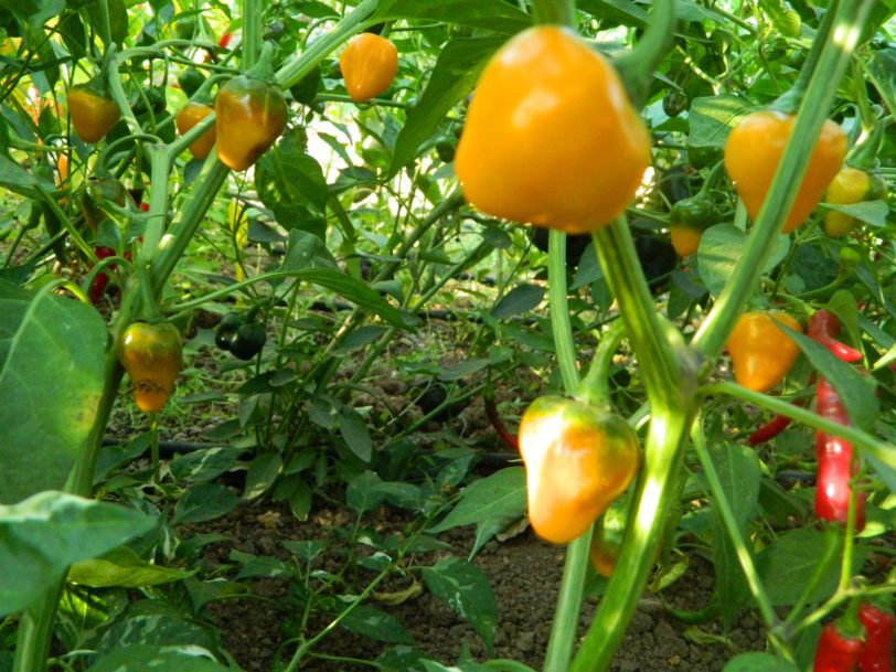 Golden Nugget Chilli Seeds