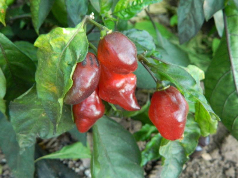 Pimento Morango Chilli Seeds