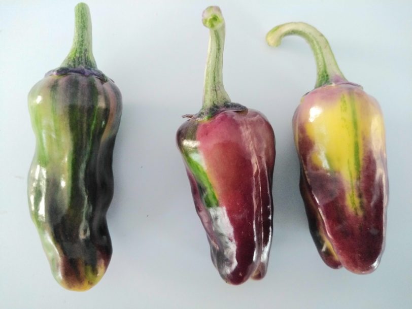 Purple Cacho White Leaf Chilli Seeds