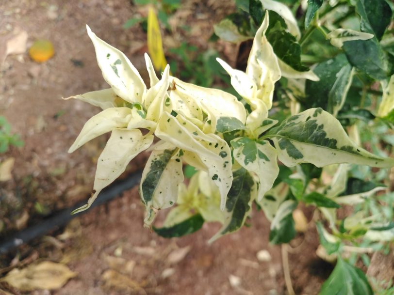 Purple Cacho White Leaf