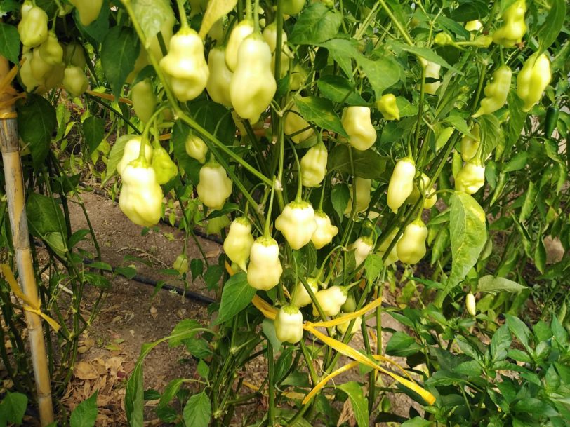 Sugar Rush Peach Bell Chilli Seeds