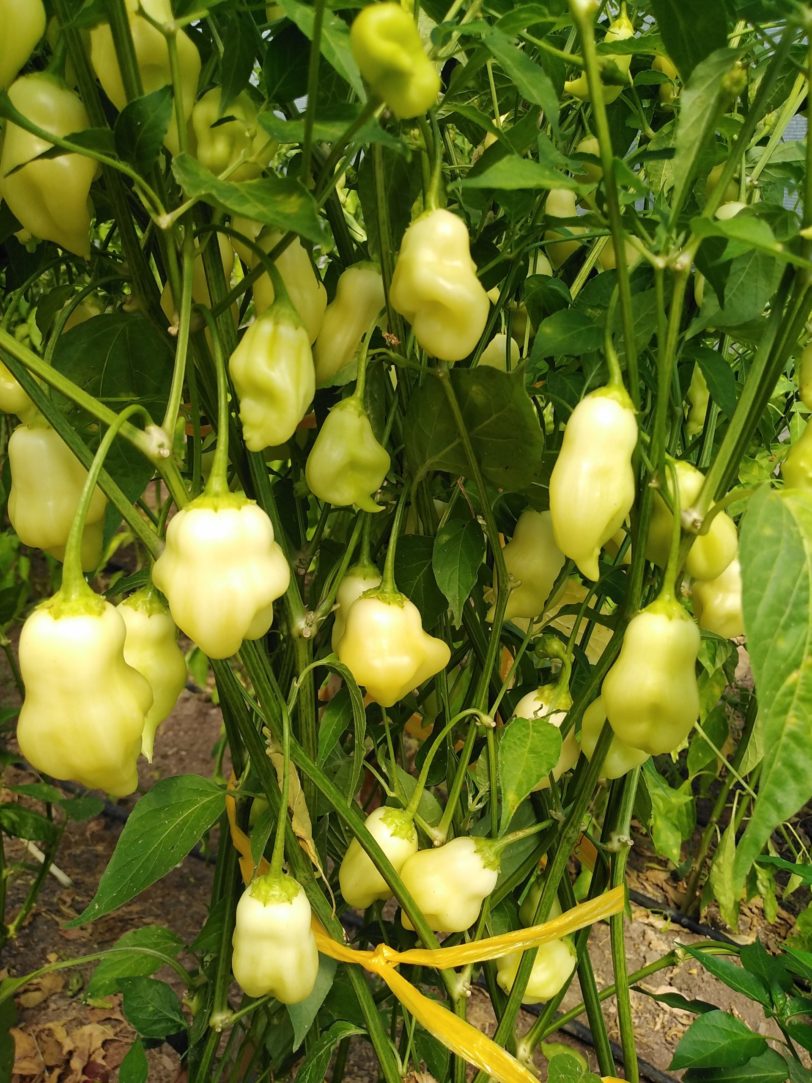 Sugar Rush Peach Bell Chilli Seeds