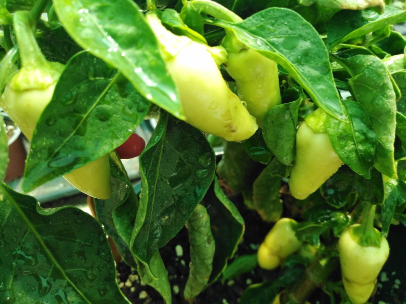 White Jalapeno Seeds