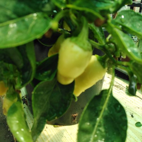 White Jalapeno Seeds