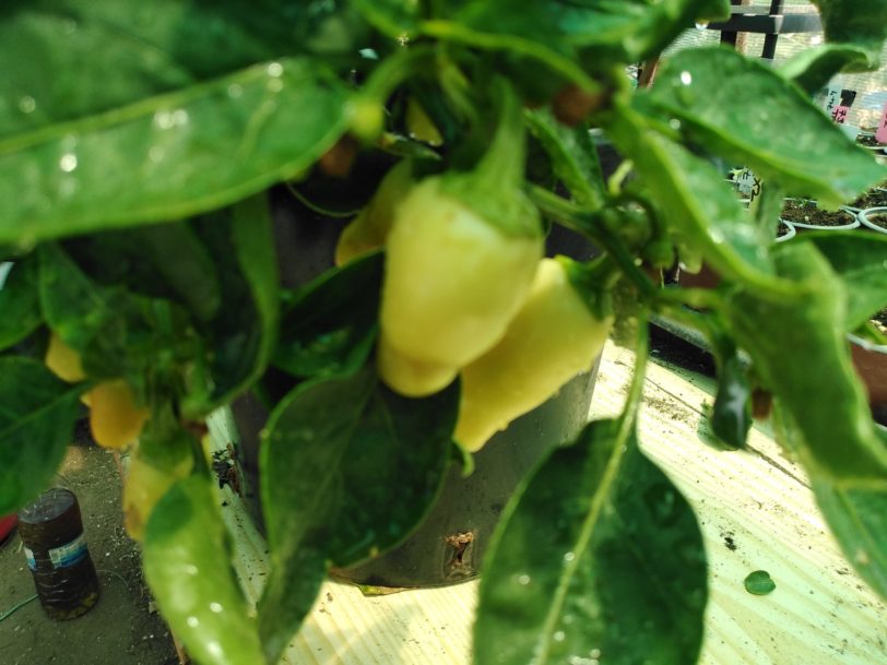 White Jalapeno Seeds