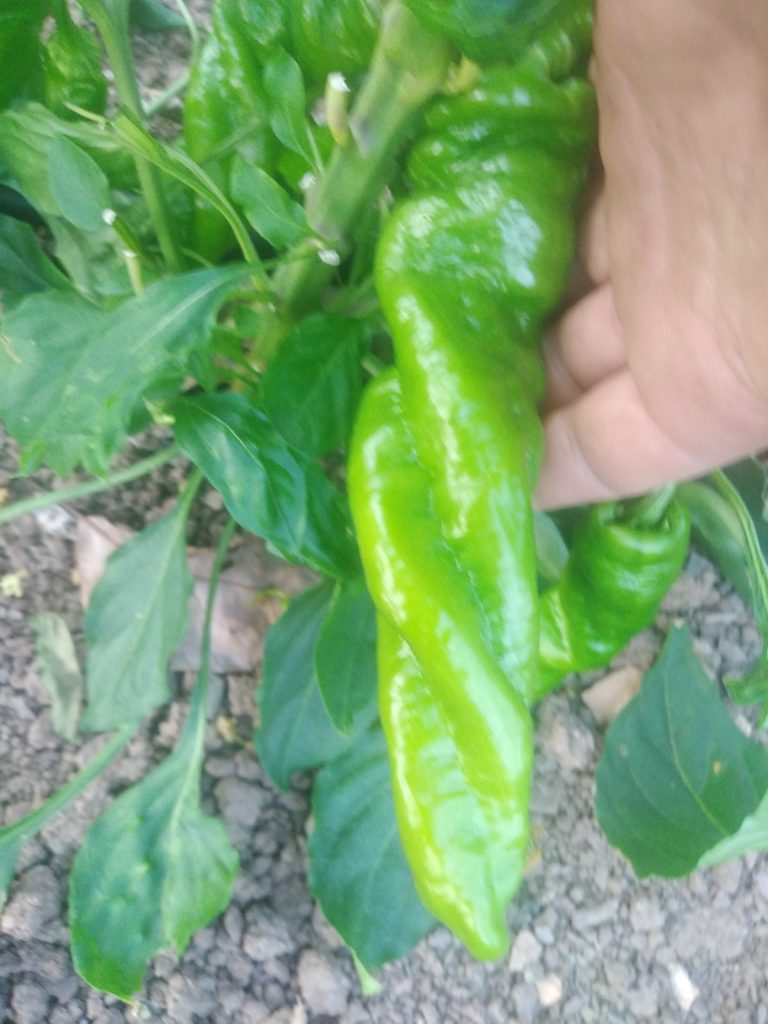 HJ9 Big Bang Space Chilli Seeds - Hangjiao 9 Big Bang Space Pepper ...