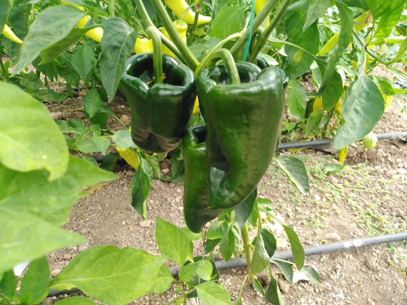 Ancho Poblano - Image 11