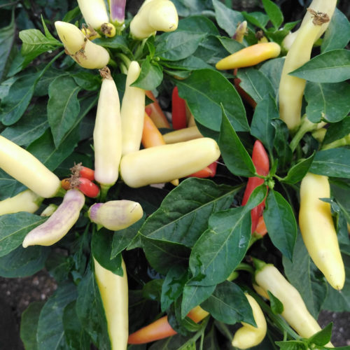 KS White Thai Chilli Seeds