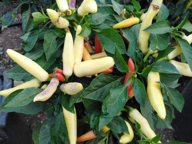 KS White Thai Chilli Seeds