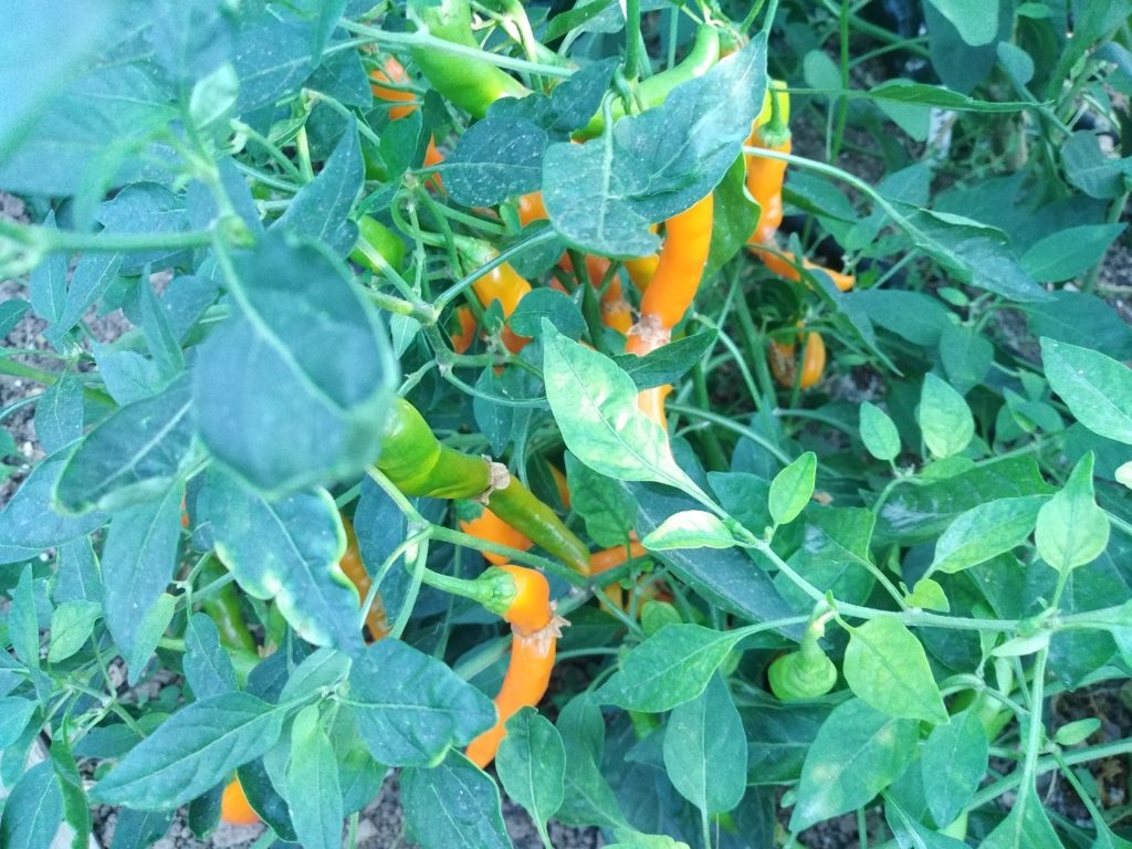 HJ3 Solar Flare Space Chilli Seeds - Hangjiao 3 Solar Flare Pepper ...