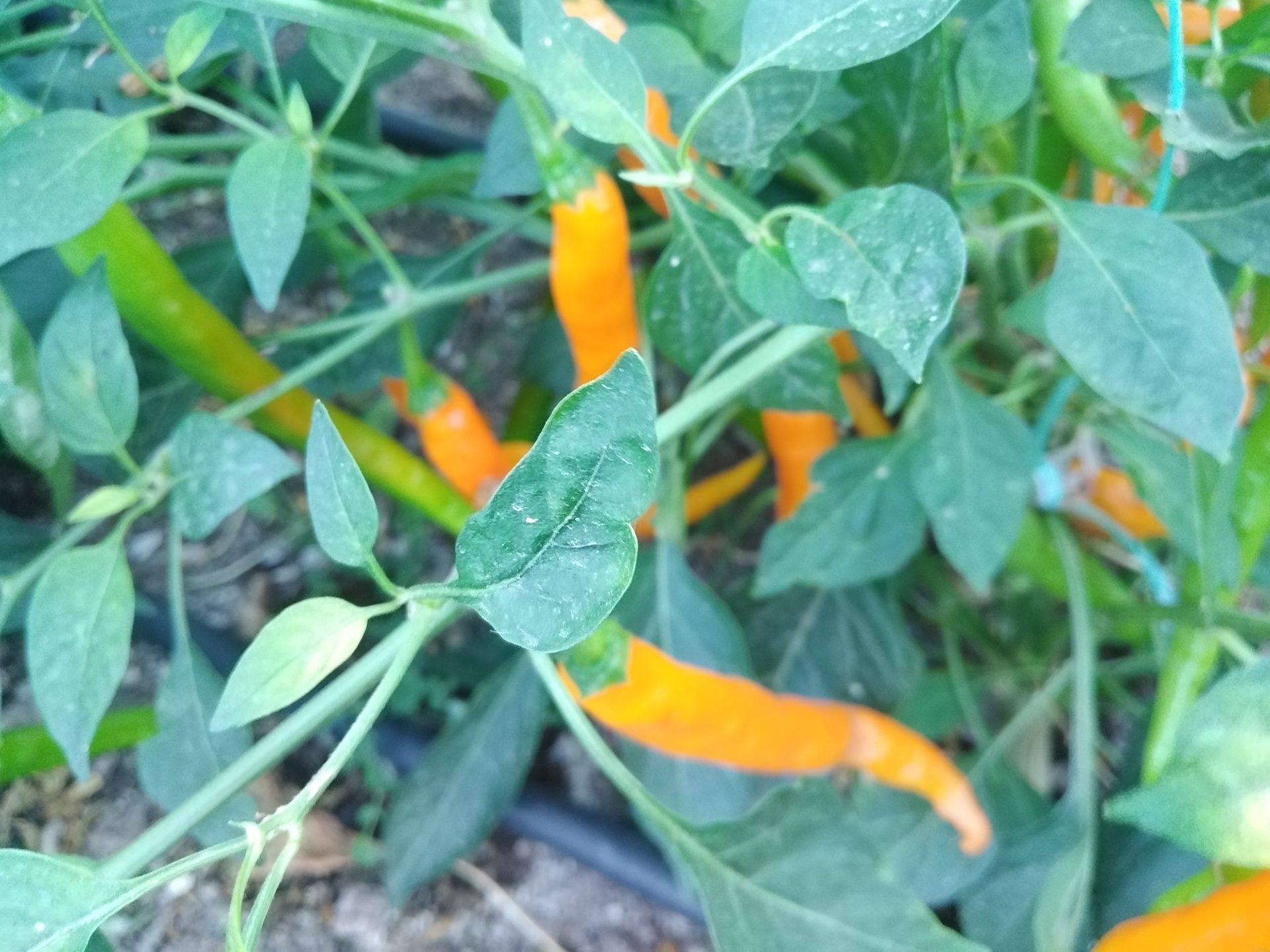 HJ3 Solar Flare Space Chilli Seeds - Hangjiao 3 Solar Flare Pepper ...