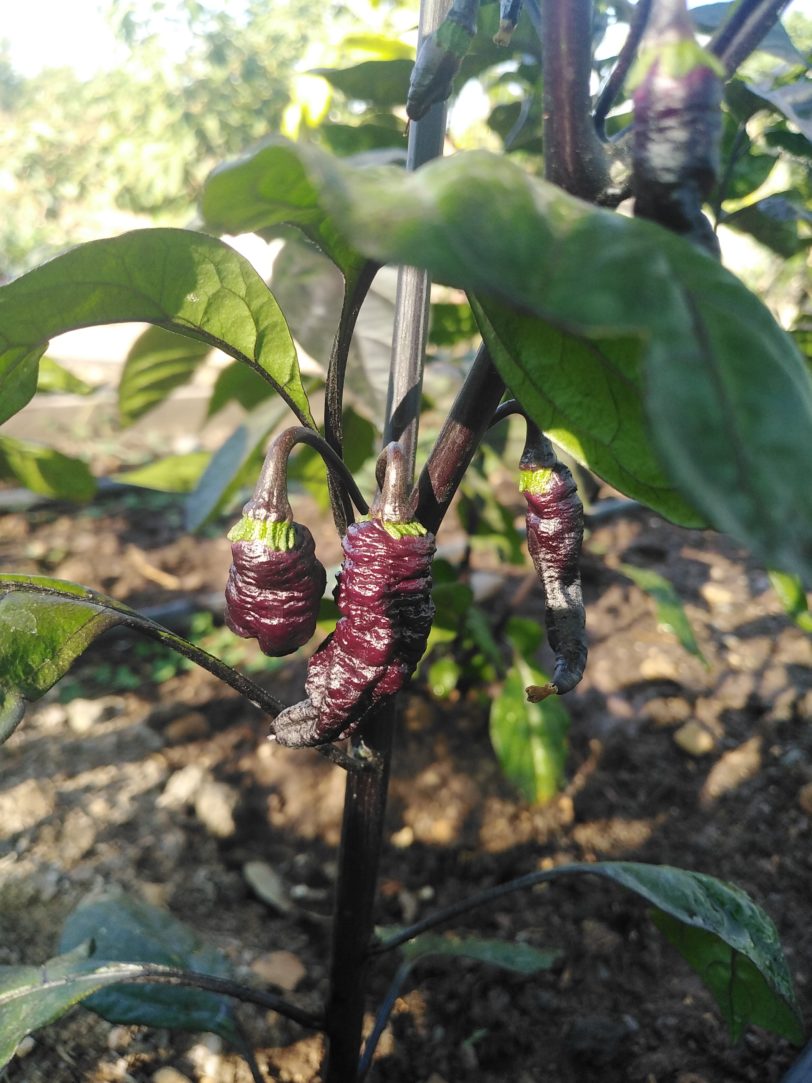 Thors Thunderbolt Chilli Seeds