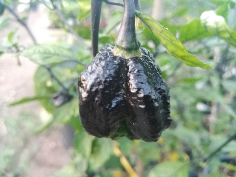 Pockmark Orange Chilli Seeds