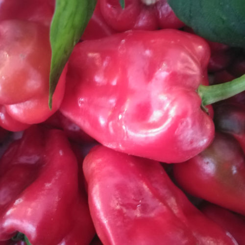 Padron Pepper Seeds