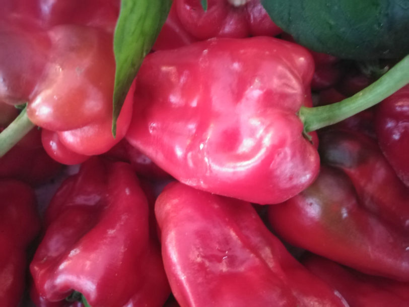 Padron Pepper Seeds