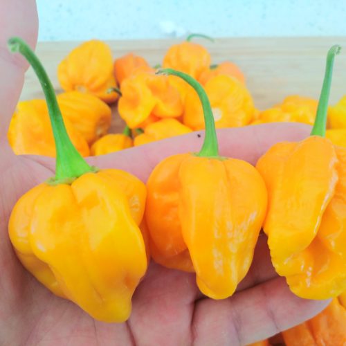 Habanero West Indian Chilli Seeds