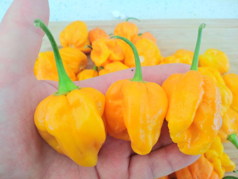 Habanero West Indian Chilli Seeds