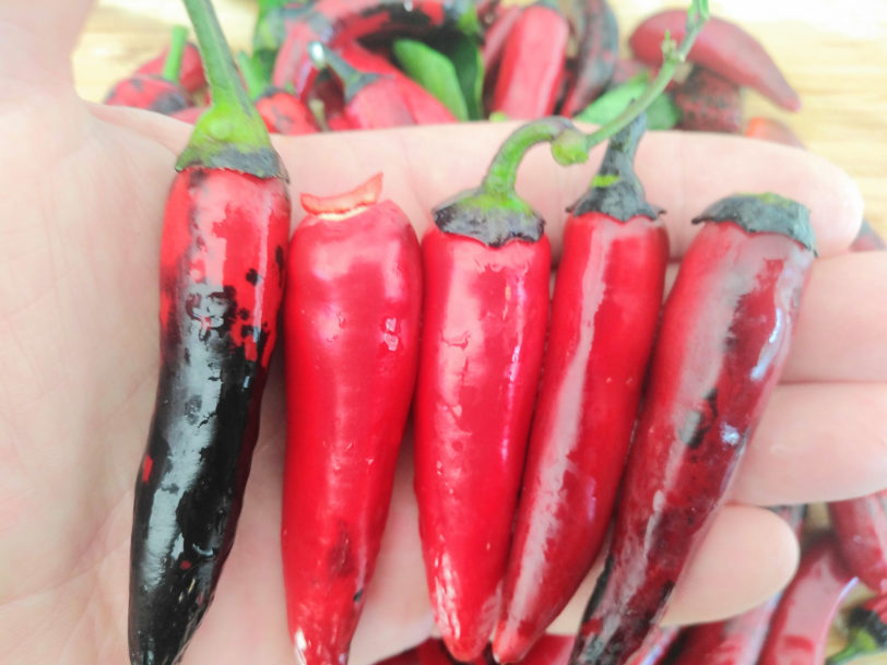 Vampire Chilli Seeds