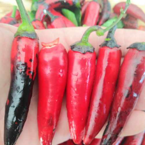 Vampire Chilli Seeds