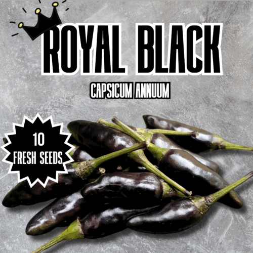 Royal Black Chilli Seeds
