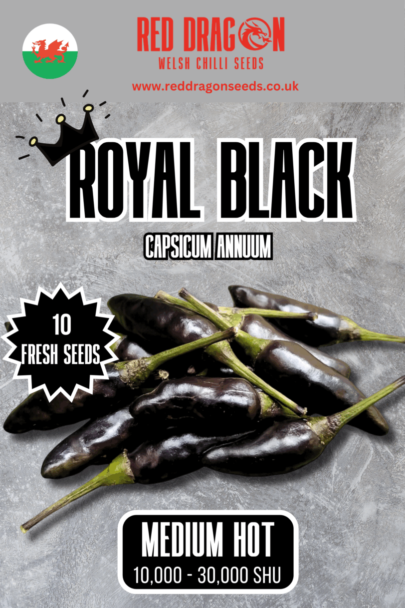 Royal Black Chilli Seeds