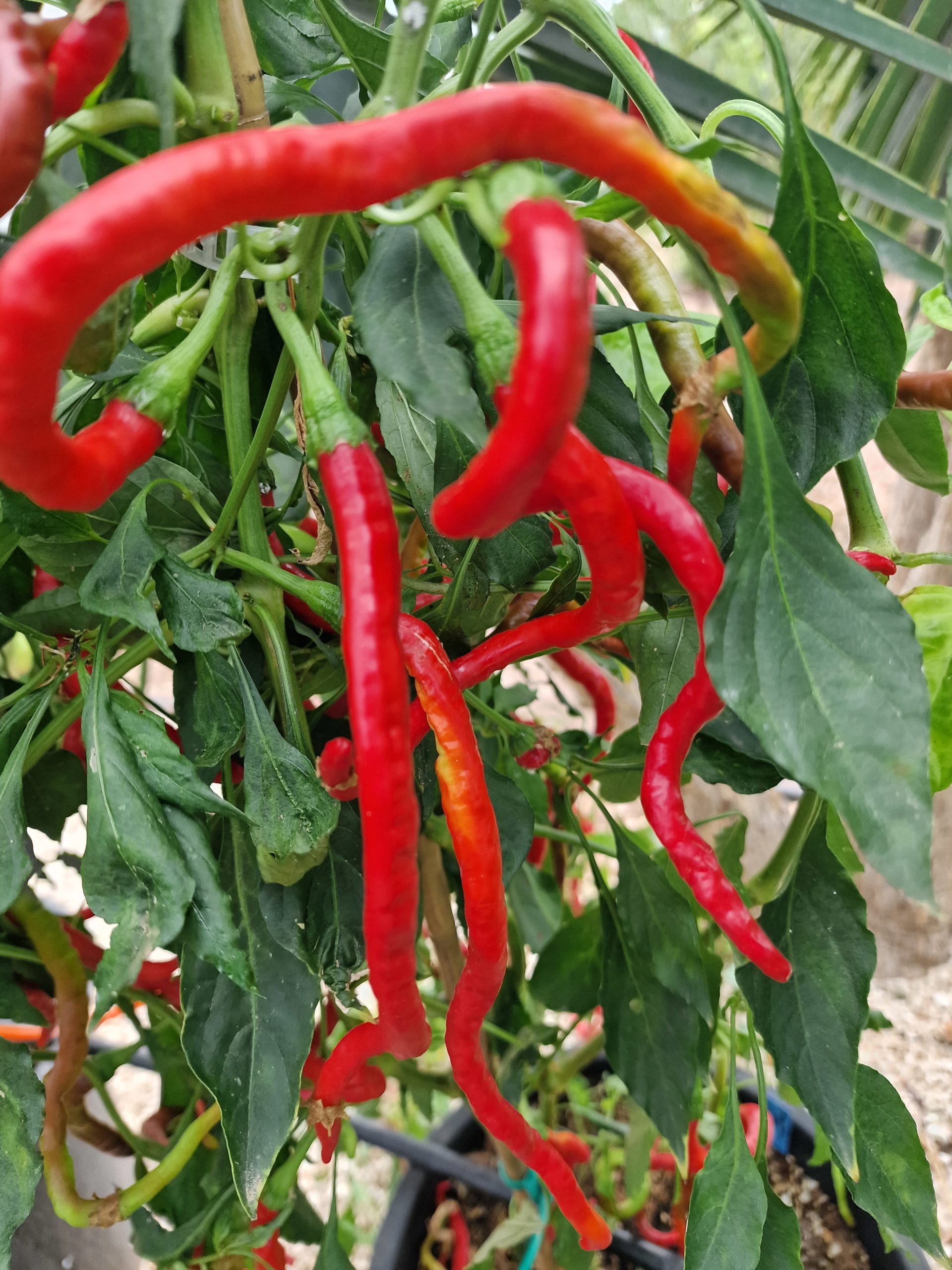 thumbnail image 2 of Thunder Mountain Longhorn Pepper Seeds - Heirloom Chili, Sustainably Grown In Australia (10 Seeds) 2 of 13