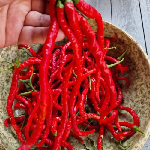 Thunder Mountain Longhorn Chilli Seeds