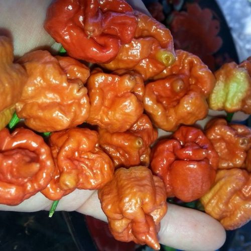 Trinidad Scoprion Moruga Caramel Chilli Seeds