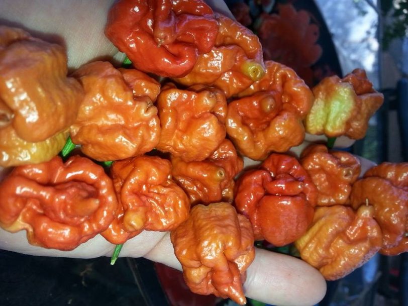 Trinidad Scoprion Moruga Caramel Chilli Seeds