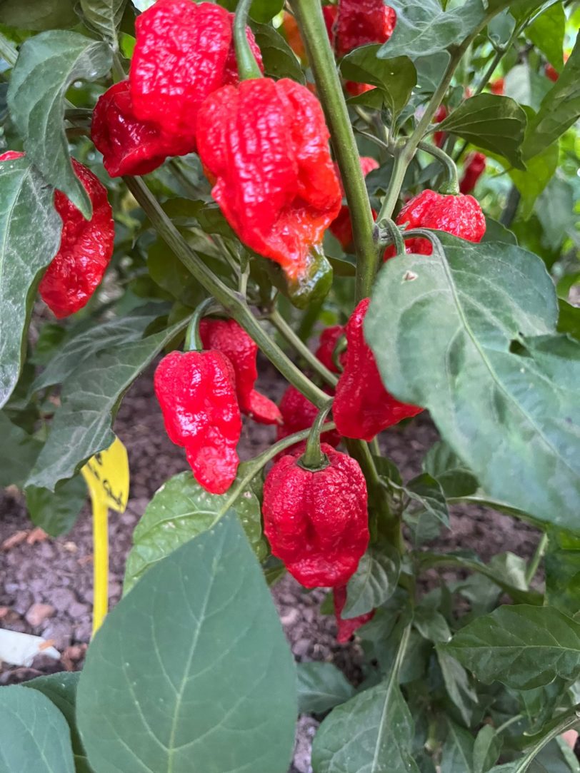 Red Bhutlah SLP Chilli Seeds