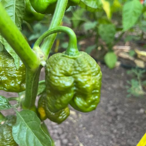 Trinidad Scorpion Moruga Green