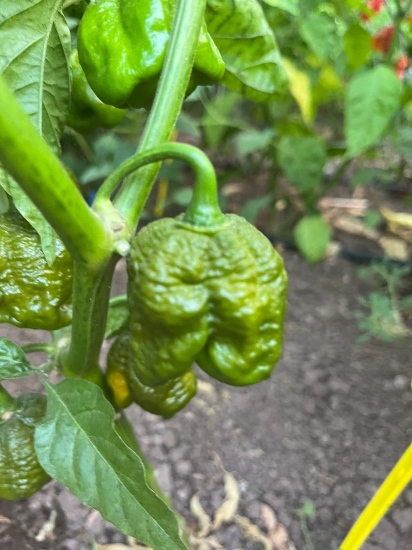 Trinidad Scorpion Moruga Green