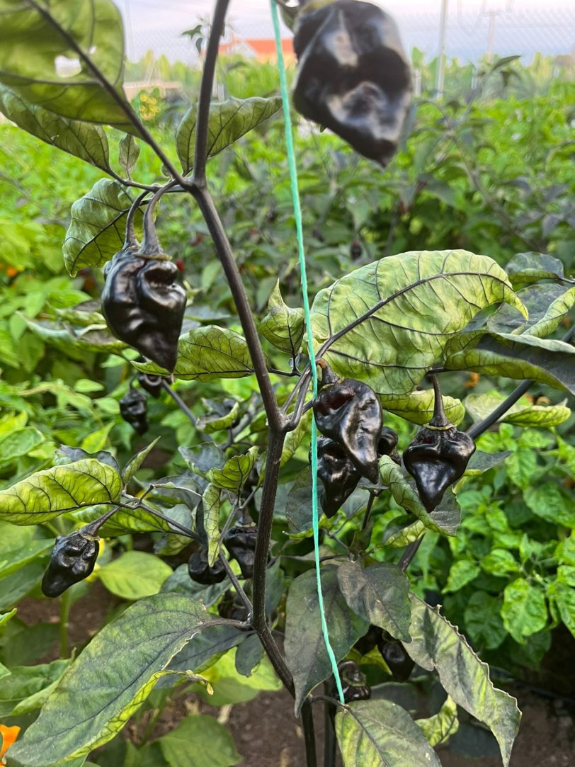 Purple Bubblegum Chilli Seeds