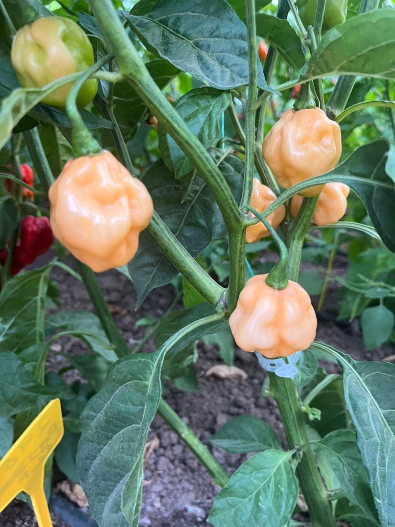 Habanero Peach Chilli Seeds