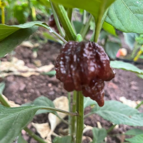 Carolina Reaper Chocolate