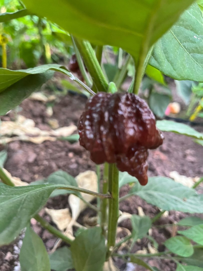 Carolina Reaper Chocolate