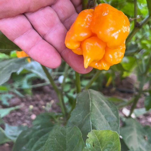 Carolina Reaper Orange Chilli Seeds