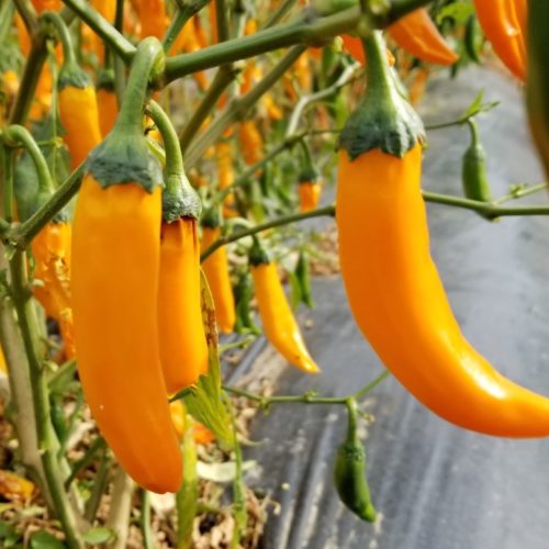 Yellow Siam Chilli Seeds