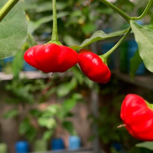 Brazilian Starfish Red Chilli Seeds