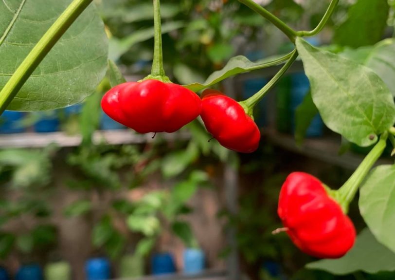 Brazilian Starfish Red Chilli Seeds