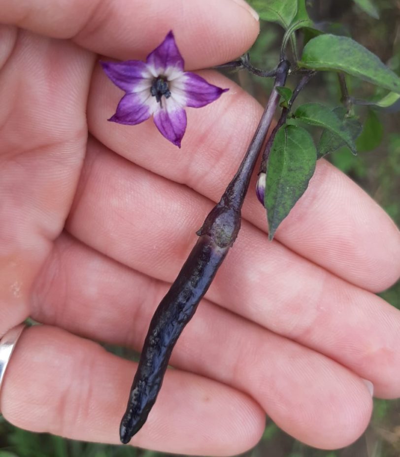 Purple Naga Jolokia Chilli Seeds