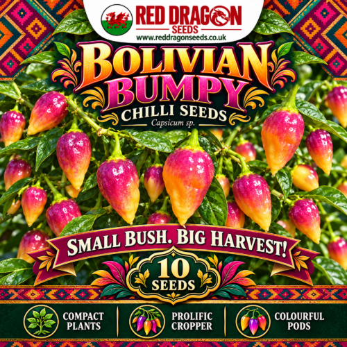 Bolivian Bumpy Chilli Seeds