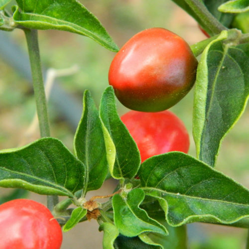 Akabare Chilli Seeds