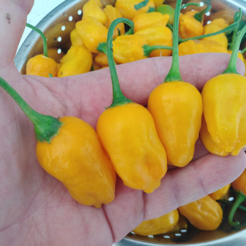 El Oro De Ecuador Chilli Seeds