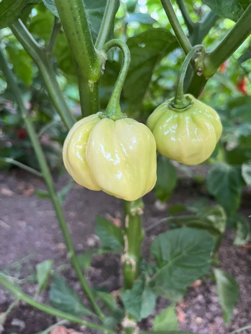 Habanero White Giant Chilli Seeds